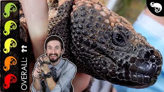 Gila Monster The Best Pet Lizard [upl. by Fanechka]