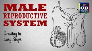 How to draw male reproductive system in easy steps cbse 12th Biology  NCERT class 12  science [upl. by Tecla407]