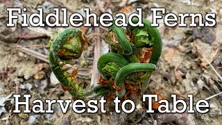 Fiddlehead Ferns  Harvest to Table [upl. by Artimed575]