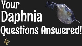 Daphnia Questions Answered [upl. by Yecnay719]