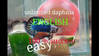 daphnia moina culture Easy way Unlimited production English  with sub Green water Chlorella [upl. by Warner]