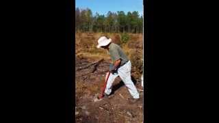 Planting Long Leaf Pine [upl. by Aissatan]