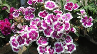 Dianthus Plant Care l How to Grow and Get more Flowers l Winter  Spring Flowers [upl. by Nunciata629]