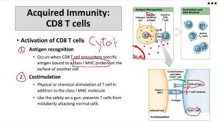 CD8 T cell activation and function [upl. by Sanyu]