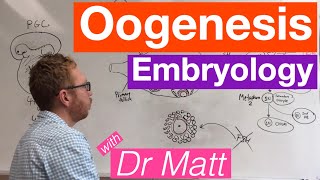 Oogenesis  Embryology [upl. by Sibbie]