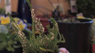 Flower Gardens  How to Grow Scotch Heather Calluna Vulgaris [upl. by Ap539]