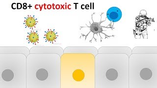 cytotoxic T cell activation and killing mechanism [upl. by Ameluz204]