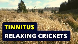 Tinnitus Relief Try Listening to Cricket Sounds [upl. by Cirda]