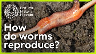 How do worms reproduce  Surprising Science [upl. by Aneel]