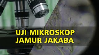 Uji Mikroskop JAKABA Apakah Jamur Atau Ganggang [upl. by Mora]