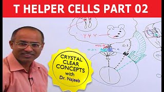 T Helper Cells  Immunology  Part 210 [upl. by Nagel33]