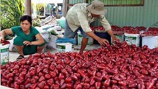 Asian Bell Fruit Agriculture Technology  Rose Apple Farm and Harvesting [upl. by Apilef]