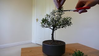 Syzygium Bonsai More Pruning And Wiring [upl. by Sherline]