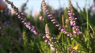 How to identify Heather Calluna vulgaris [upl. by Sihtam834]