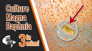 How to culture DAPHNIA MAGNA  The easy way [upl. by Blus122]