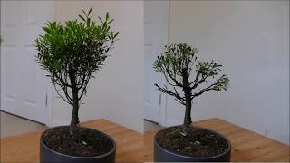 New Syzygium Bonsai Pruning and Wiring [upl. by Ynalem312]