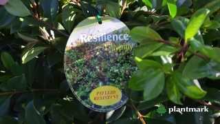 Syzygium australe Resilience Resilience Lillypilly at Plantmark Wholesale Nurseries [upl. by Nevanod]