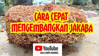 Cara mengembangkan Jakaba [upl. by Briana899]