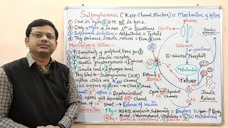 Diabetes Mellitus Part10 Mechanism of Action of Sulfonylurease  Antidiabetic Drugs  Diabetes [upl. by Roosnam]