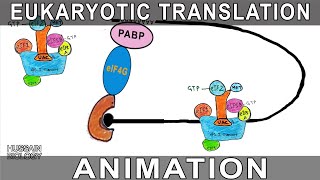 Eukaryotic Translation Animation [upl. by Ecirrehs]