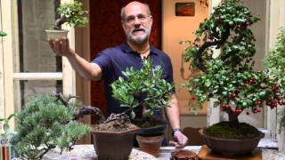 Curare il bonsai lABC per neofiti giardinieri [upl. by Anoit]