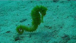 Seahorse in Indian Ocean Beautiful Marine Life Fish Underwater [upl. by Tahpos]