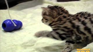 3MonthOld Blackfooted Cat at Brookfield Zoo [upl. by Lorenzana]