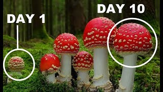 How Mushrooms Grow TIME LAPSE Compilation [upl. by Trumaine]