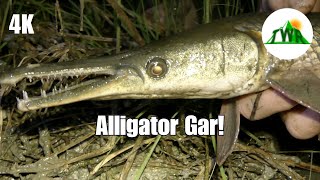 The Alligator Gar Everything You Need To Know 4K [upl. by Anaderol557]