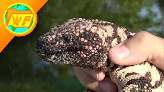 THIS is what happens when a GILA MONSTER BITES you [upl. by Oznola]