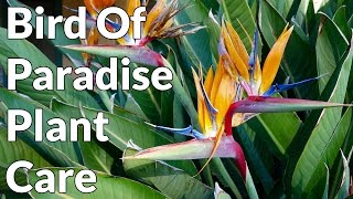 Bird Of Paradise Plant Care Tips  Joy Us Garden [upl. by Aldous872]