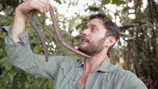 GIANT EARTHWORM DISCOVERED IN ECUADOR [upl. by Malvia]