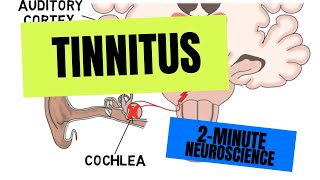 2Minute Neuroscience Tinnitus [upl. by Anoli]