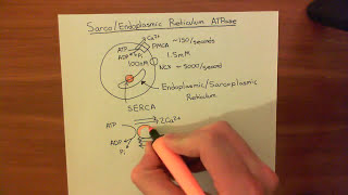 The Sarco  Endoplasmic Reticulum Calcium ATPase SERCA Part 1 [upl. by Dorca]