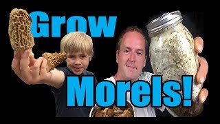 How to Grow Morel Mushrooms At HOME [upl. by Nuhsal50]