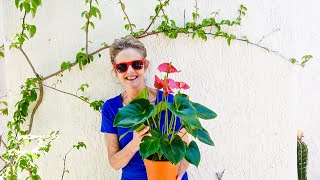 ANTHURIUM CARE A BEAUTIFUL BLOOMING INDOOR PLANT JOY US GARDEN [upl. by Judson]