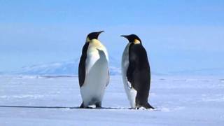 Emperor Penguins Are Wonderful  Antarctic Mountains as Scenery animals in HD [upl. by Nyrehtak]