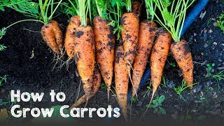 How to Grow Carrots from Seed to Harvest [upl. by Daahsar712]