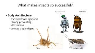 Introduction to Entomology [upl. by Holmann294]