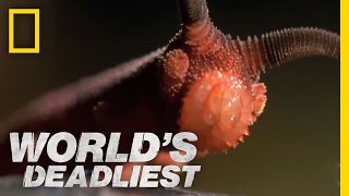 Bizarre Slime Cannon Attack  Worlds Deadliest [upl. by Donall771]