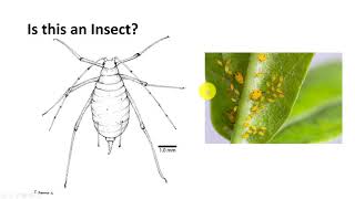 Insect Classification Part 1 [upl. by Lawlor]