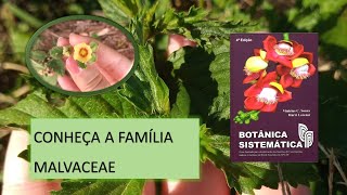 AS PLANTAS DA FAMÍLIA MALVACEAE [upl. by Annat]