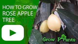 How to grow Rose apple tree Syzygium jambos [upl. by Farleigh]