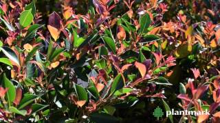 Syzygium australe Firescreen Firescreen Lilly Pilly at Plantmark Wholesale Nurseries [upl. by Willman]