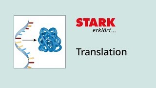 Translation Proteinbiosynthese  STARK erklärt [upl. by Onra]