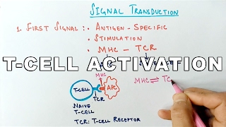 Mechanism of TCELL ACTIVATION [upl. by Lathrop342]