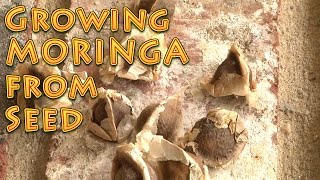 Growing Moringa From Seed A How To Video [upl. by Aronel]