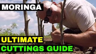 Growing MORINGA from Cuttings Complete Guide [upl. by Tnirb]