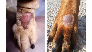 SKIN LESIONS IN DOGS [upl. by Neelcaj]