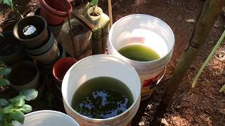 How to grow Green Water Algae [upl. by Kwapong]